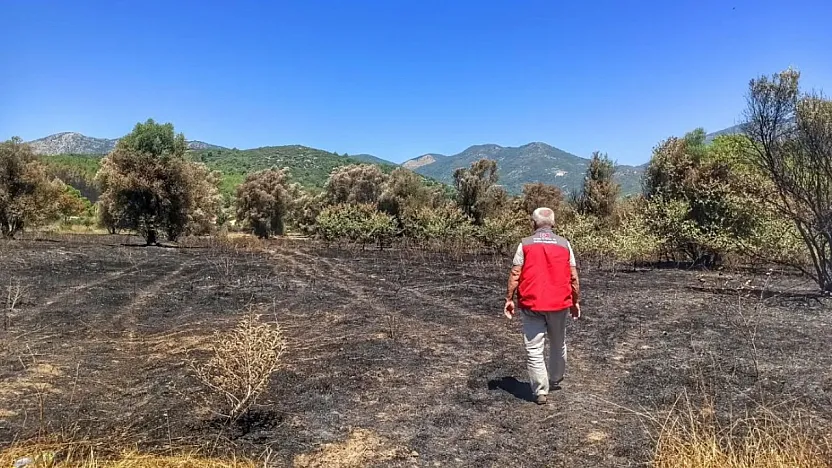 Fethiye'de orman yangınından etkilenen tarım alanlarında hasar tespiti yapılıyor