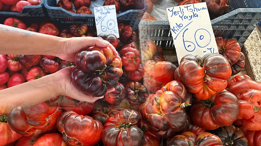 Fethiye'de Tarlaların Yeni Rengi: Çikolata Domates