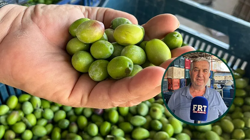 Fethiye'de zeytin sezonu başladı, alım noktalarında hareketlilik arttı