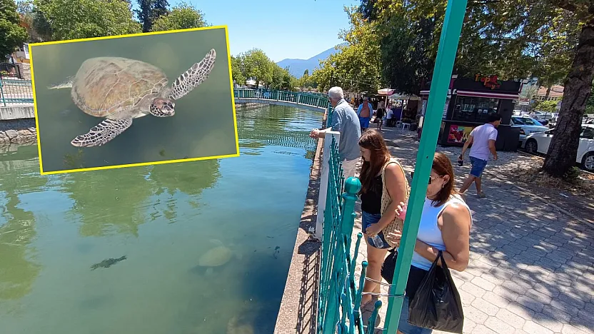 Fethiye Körfezi'ne bağlanan kanaldaki 'Caretta Carettalar' ilgi odağı oldu