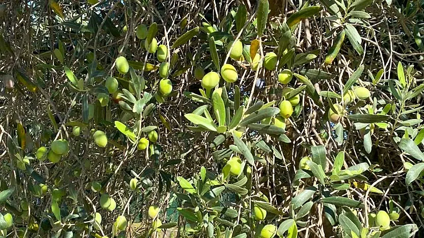 Fethiye'nin bereket ağacı: Zeytin
