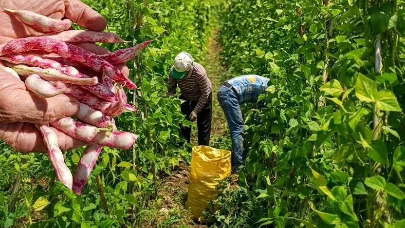 Fethiye'nin meşhur 'İnlice Barbunyasında' hasat mesaisi başladı