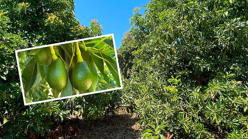Fethiye'nin yeni tarım yıldızı: Avokado üreticisine dört mevsim umut oluyor