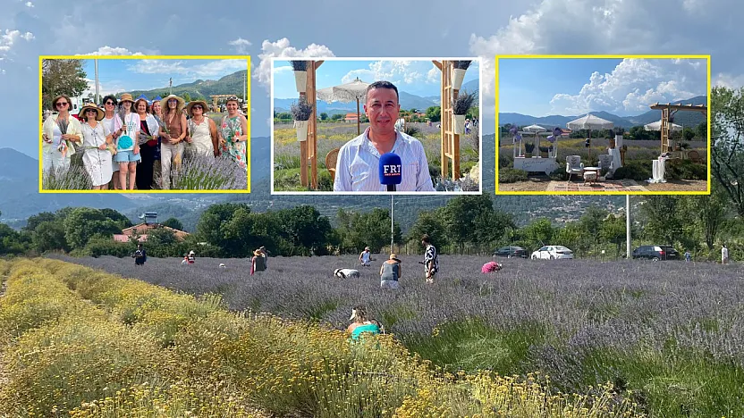 Fethiye Yeşilüzümlü'de 5. Lavanta Kesimi başladı