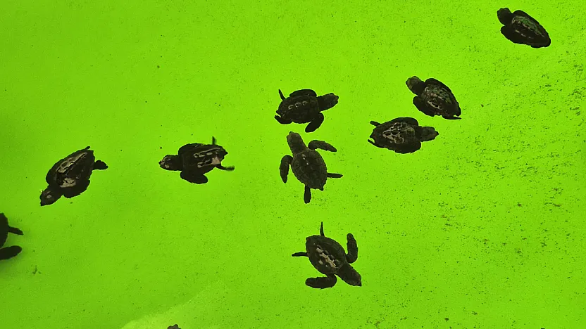 İztuzu Kumsalı'nda caretta carettaların yuvalama dönemi tamamlandı