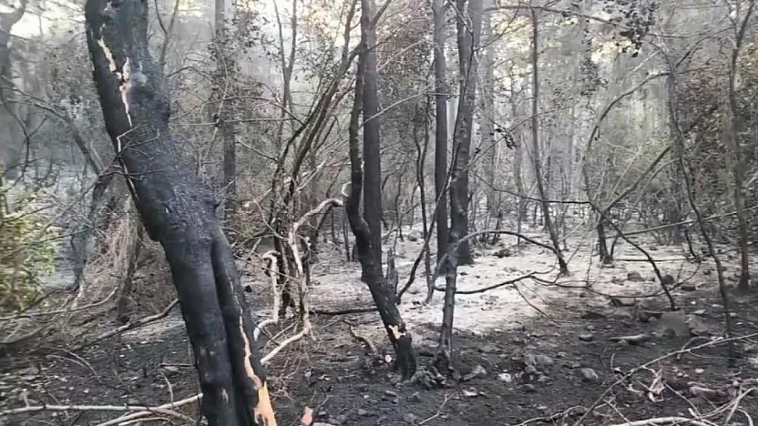 Marmaris'teki yangının enerjisi düşürüldü, ekiplerin mücadelesi sürüyor