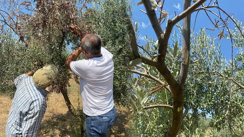 Menteşe'de zeytin ağaçlarında Verticillium solgunluğu kontrolleri yapıldı