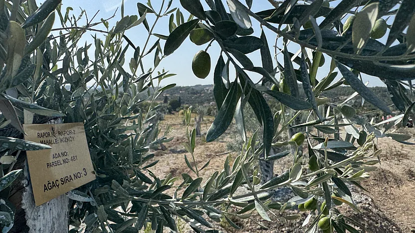 Milas'ta bilimsel yöntemlerle taşınan zeytin ağaçları, bir yıl dolmadan yeniden meyve vermeye başladı