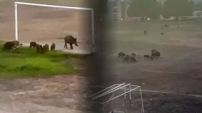 Milas'ta yaban domuzları futbol sahasını mesken tuttu