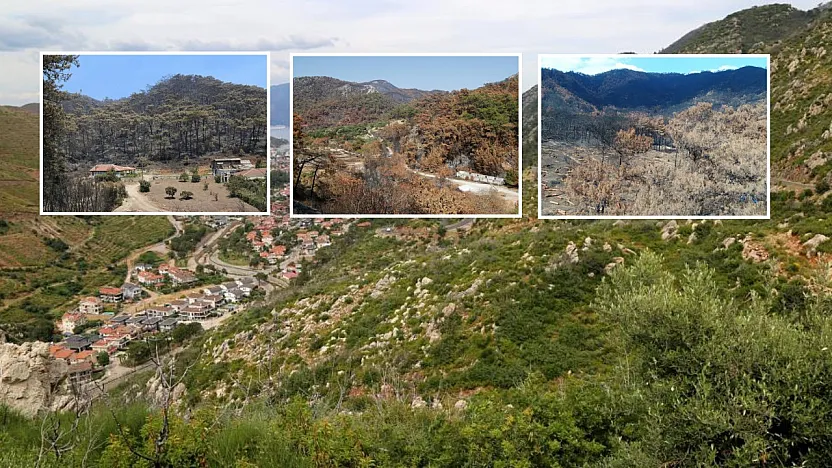 Muğla'da 2021 Yangınlarında Zarar Gören Ormanlar Yeniden Yeşerdi