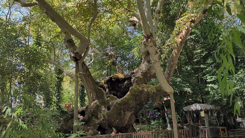 Muğla'da 854 Yıllık Anıt Çınar Tarihe Tanıklık Ediyor