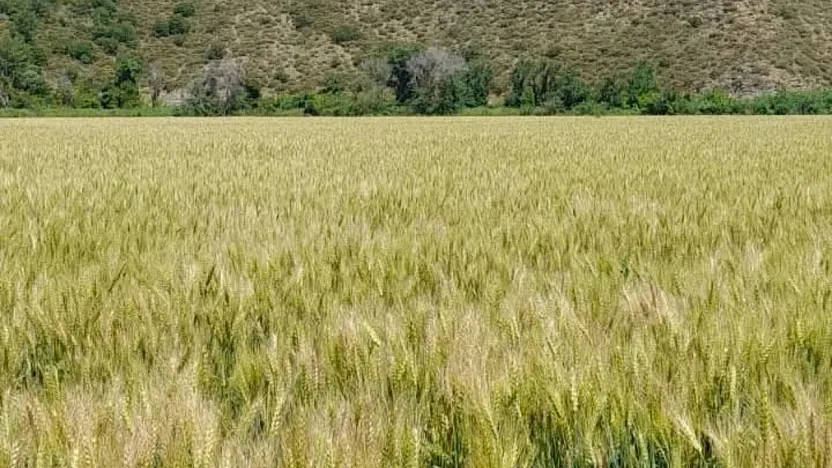 Muğla'da 9 bin 950 dekarda sertifikalı buğday tohumu üretildi