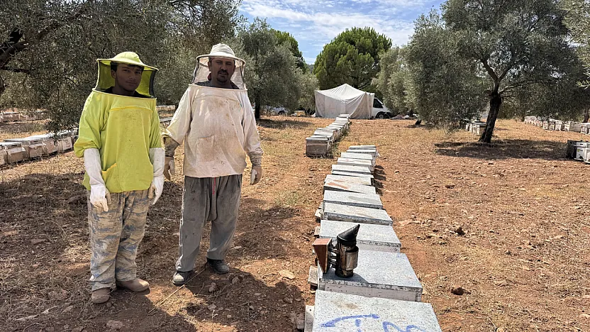 Muğla'da arıcılar çam balı rekoltesinden memnun