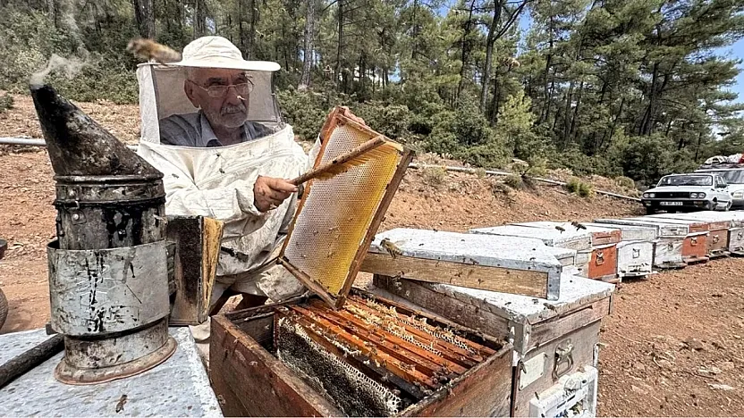 Muğla'da arıcılar çam balı rekoltesinden memnun