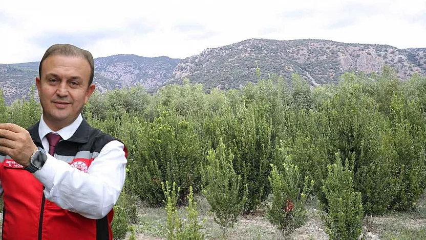 Muğla'da defne üretimiyle atıl araziler ekonomiye kazandırılıyor