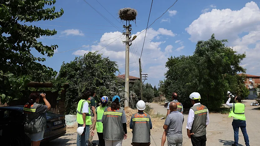 Muğla'da göçmen kuşlar için elektrik hatlarındaki riskler azaltılacak
