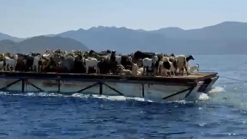Muğla'da Keçilerin Mavi Yolculuğu: Asırlık Yörük Geleneği Yaşatılıyor