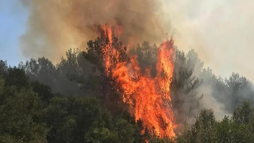 Muğla'da orman yangını