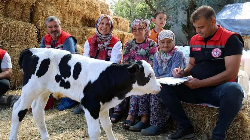 Muğla'da yeni doğan buzağı seferberliği