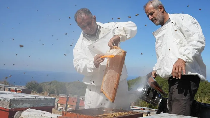 Muğla ve Ege Ormanlarında Çam Balı Sağımı Heyecanı
