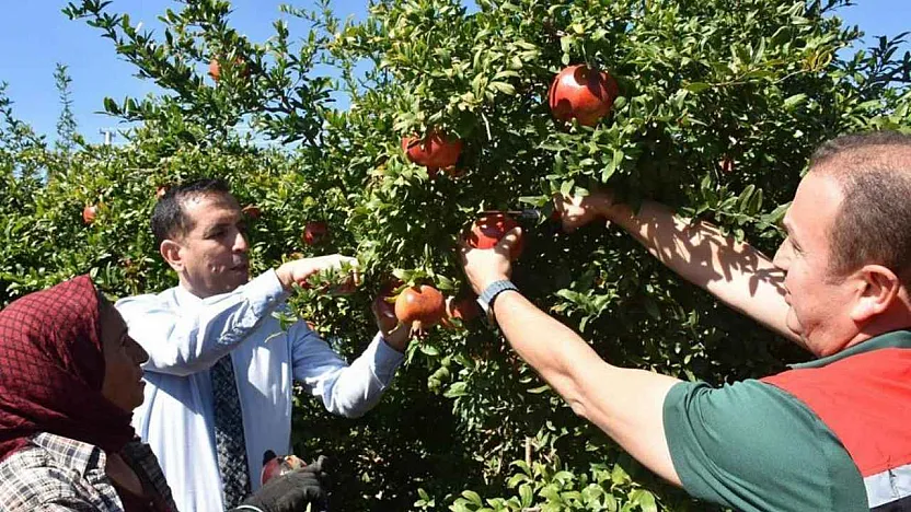 Ortaca'da Nar hasadı