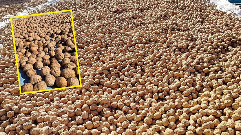 Seydikemer'in yaylalarında ceviz hasadı: Doğanın bereketi, üreticinin emeğiyle buluşuyor