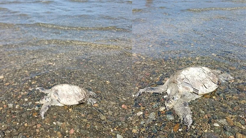 Ula'da sahilde Caretta Caretta bulundu