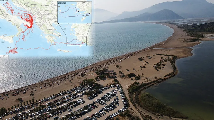 Uydu cihazıyla izlenen caretta caretta 'Tuba' Bodrum açıklarında yaşamını sürdürüyor