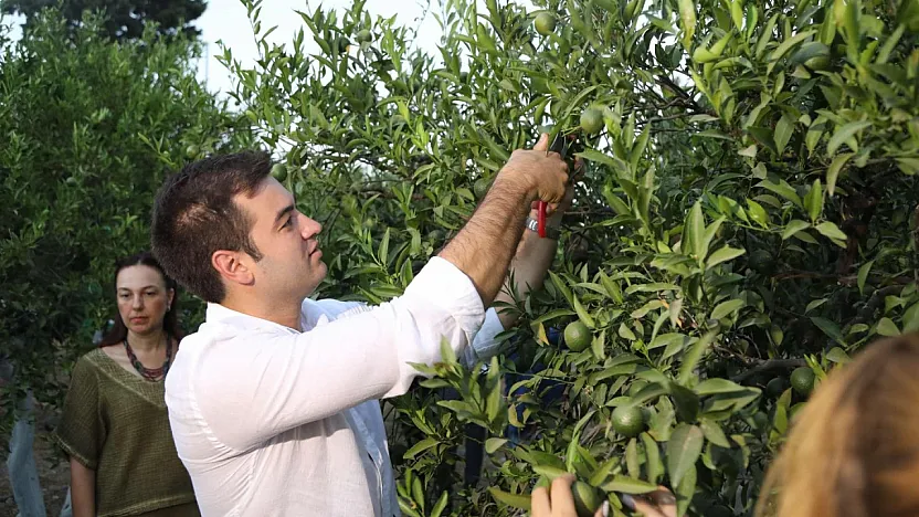 Yeşil Bodrum Mandalini hasadı devam ediyor