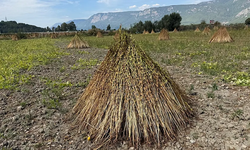 2. Gökova Susamı Hasat Festivali 3-4 Ekim'de düzenlenecek