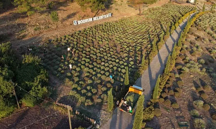 Bodrum Belediyesi Tarım Kampı'nın İkinci Dönemi Tamamlandı