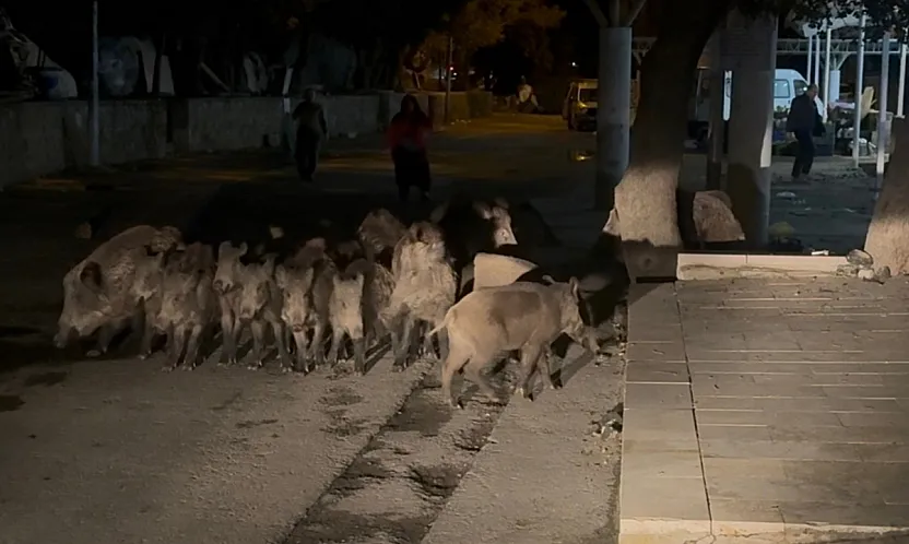 Bodrum'da domuz sürüsü mahalleye indi
