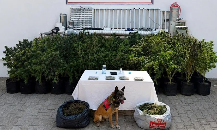 Bodrum'da evden 56 kök kenevir ve 10 kilo skunk ele geçirildi