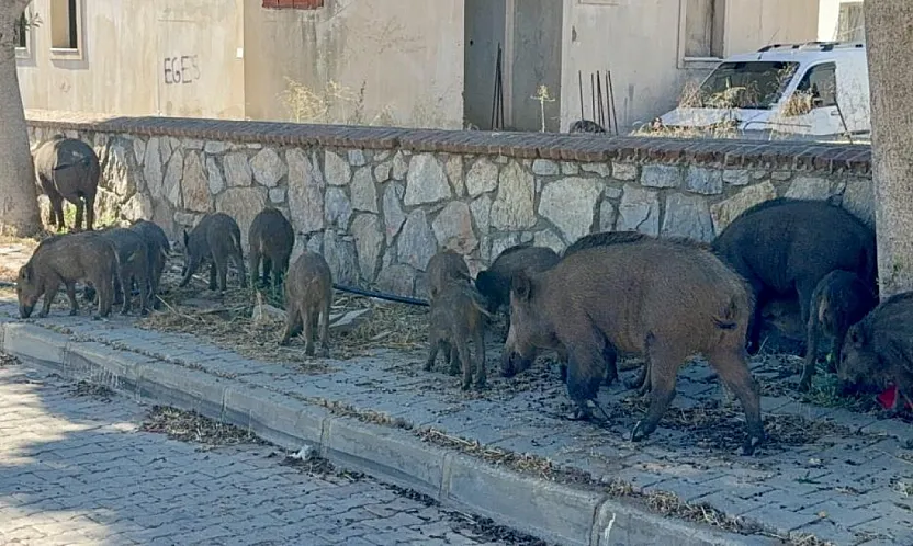 Bodrum'da gündüz vakti domuz sürüsü mahalleye indi