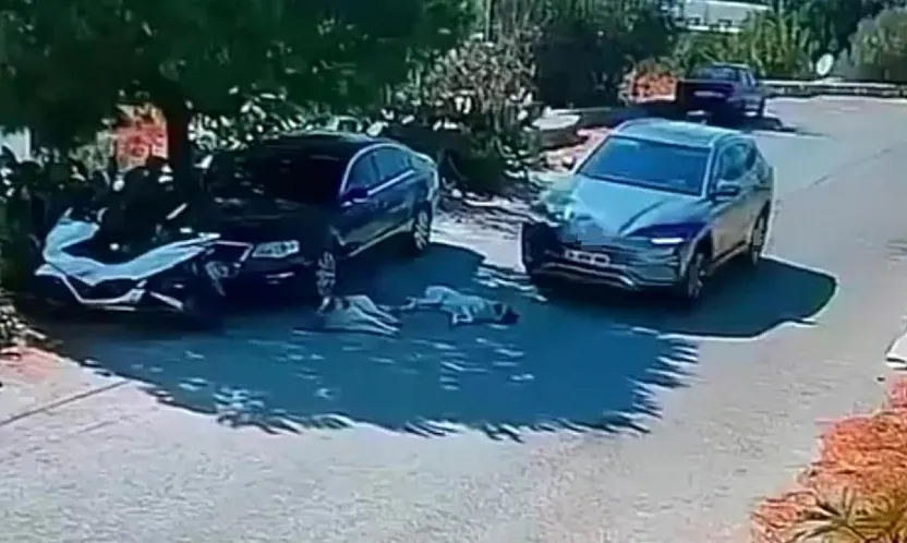 Bodrum'da Otomobil 2 Köpeğin Üzerinden Geçti: O Anlar Kamerada