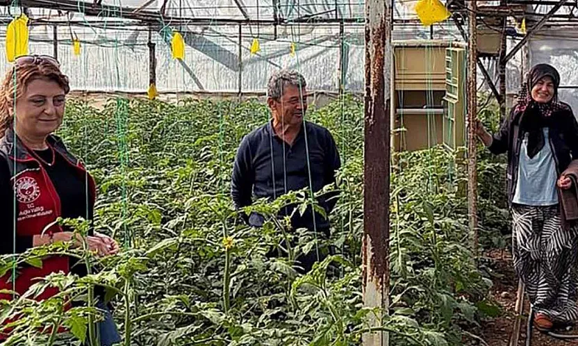 Dalaman'da sera kontrolleri sürüyor