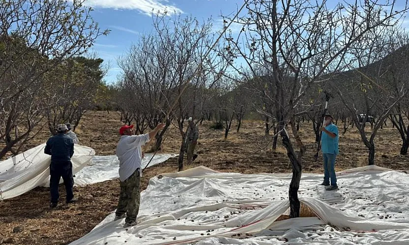 Datça'da badem hasadı sürüyor
