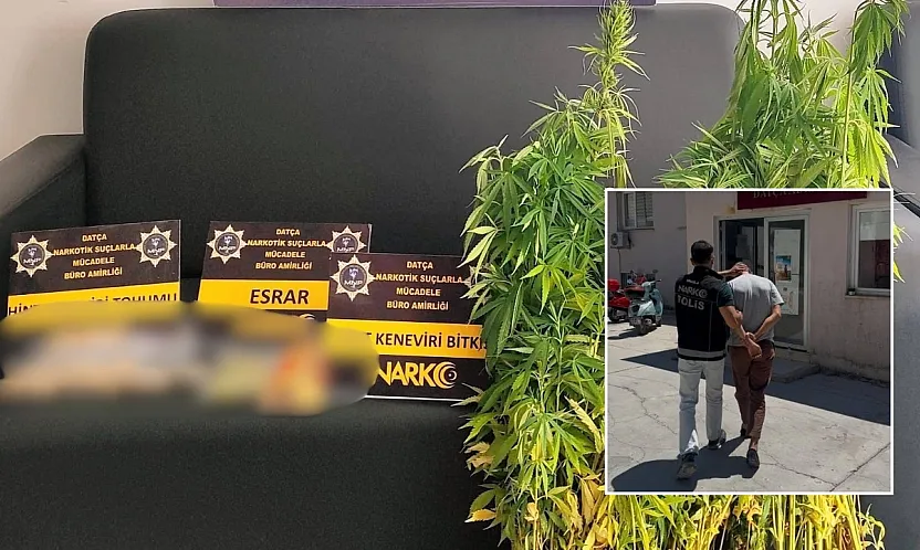 Datça'da uyuşturucu operasyonu: 200 kök Hint keneviri ele geçirildi, 1 tutuklama