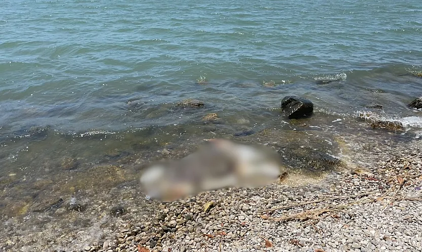 Fethiye 2. Etap Sahil Bandı'nda caretta caretta karaya vurdu