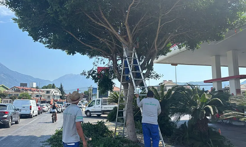 Fethiye Belediyesi'nden ağaçlara mevsimlik bakım