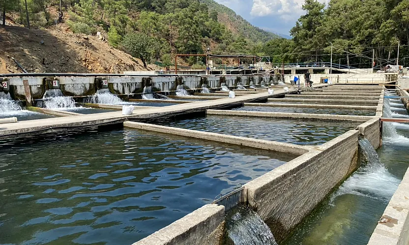 Fethiye'de 11 dönümlük tesis Avrupa'ya balık ihraç ediyor