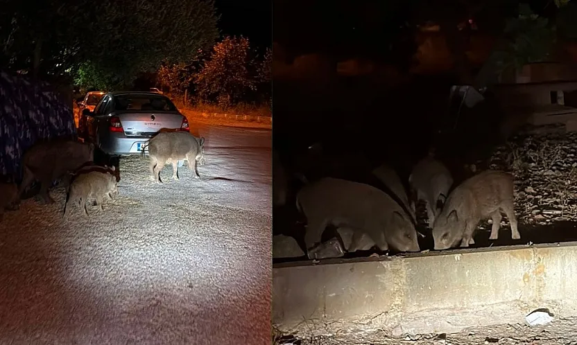 Fethiye'de Domuzlar Sokağa İndi