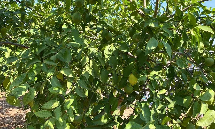 Fethiye'de dört mevsim hasat mümkün: Yediveren limonu üreticiye umut oluyor