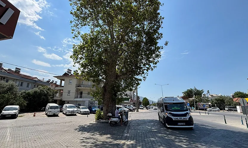 Fethiye'de Herkes 'Zincirli Kavak' Diyor Ama O Ağaç Aslında Kavak Değil!