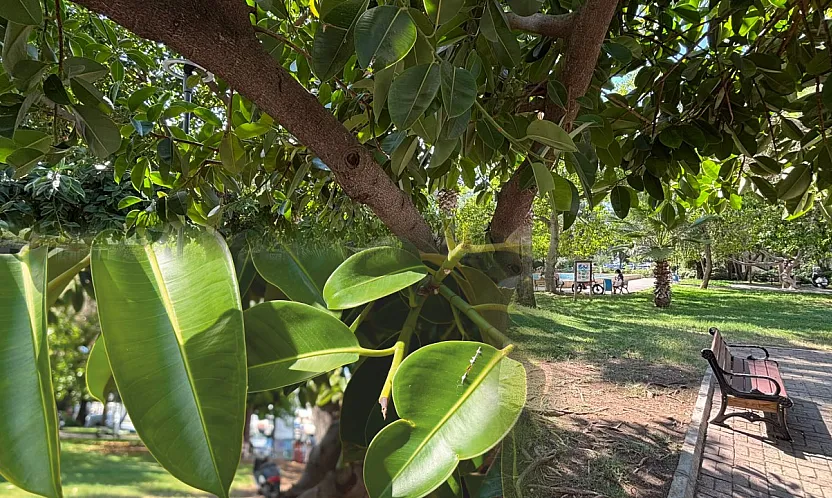 Fethiye'de kauçuk ağaçları geniş gölgeleriyle öne çıkıyor