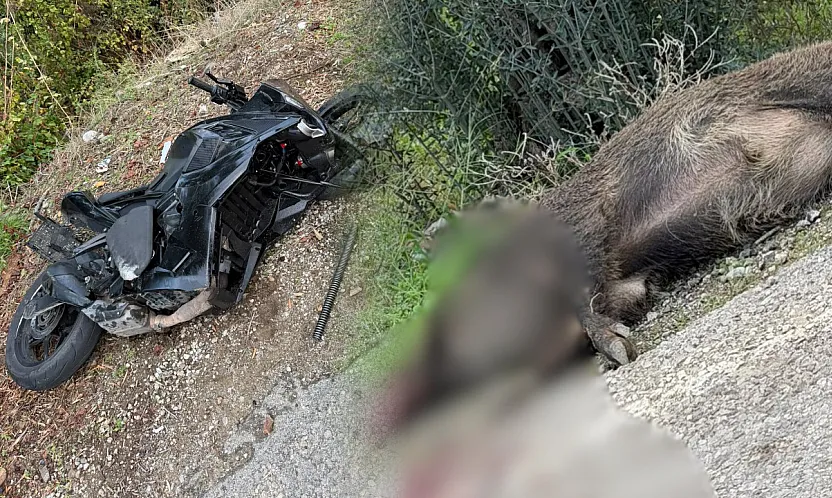 Fethiye'de Motosiklet Domuza Çarptı: Sürücü Yaralandı