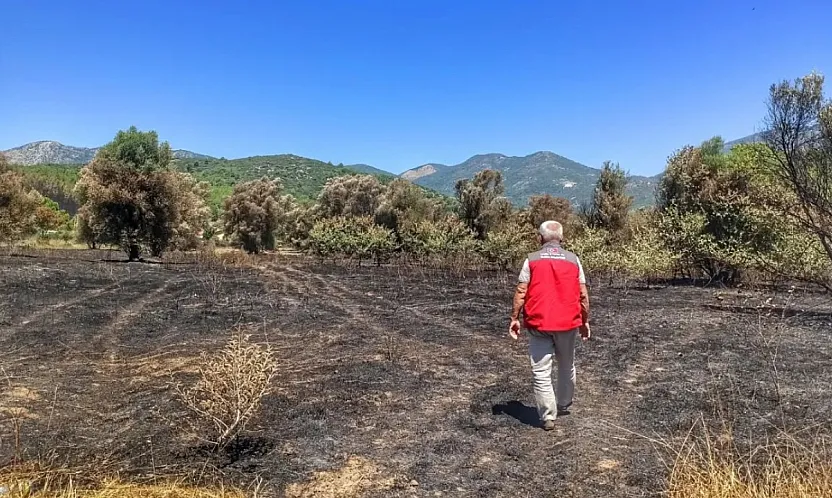 Fethiye'de orman yangınından etkilenen tarım alanlarında hasar tespiti yapılıyor