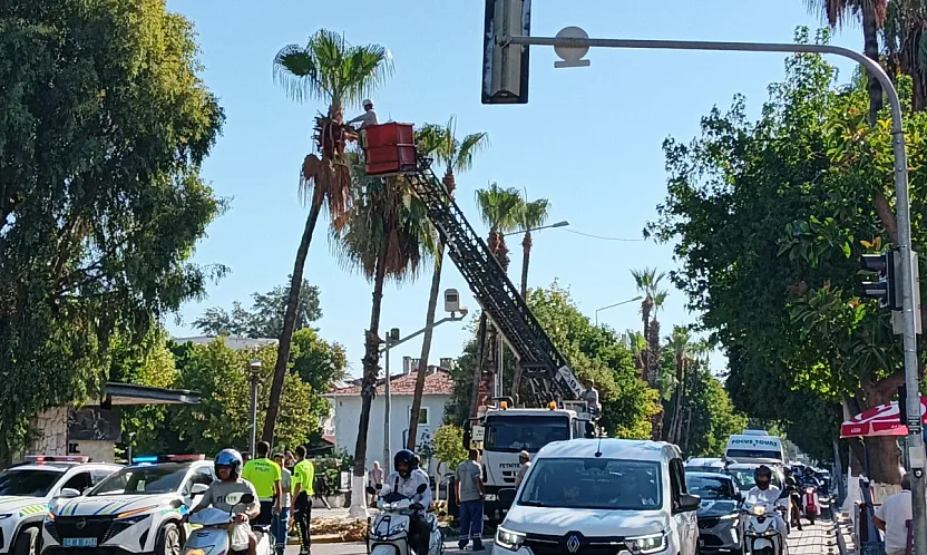 Fethiye'de yeşil dokunun bakımı sürüyor
