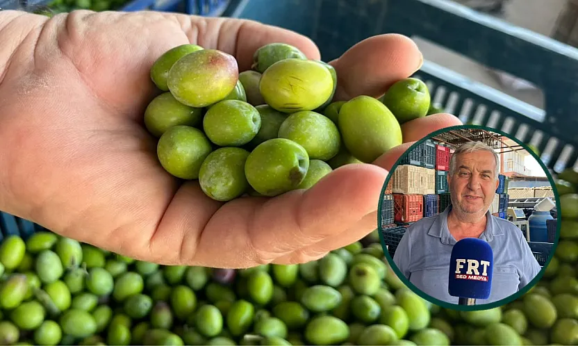 Fethiye'de zeytin sezonu başladı, alım noktalarında hareketlilik arttı