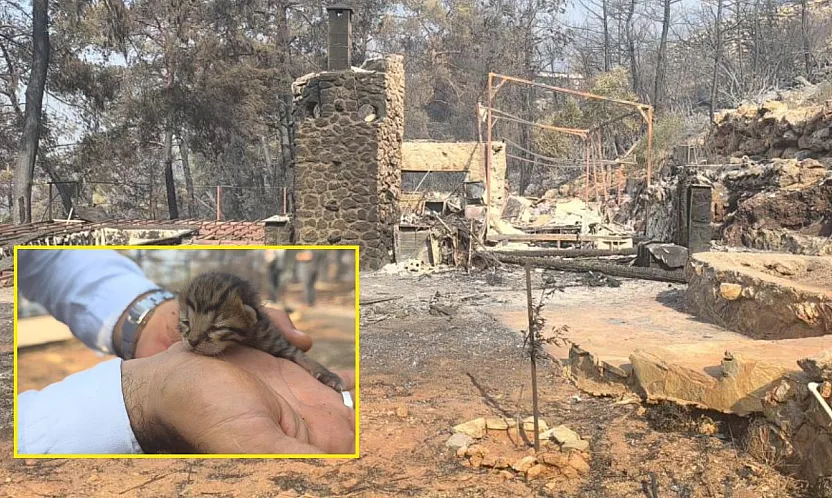 Fethiye'deki Yangında Kayaların Arasında Mahsur Kalan Yavru Kedi Kurtarıldı